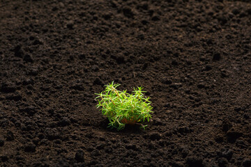 Seedlings of plant sprouts on the soil. Growing in the ground, in the open field of multicolor portulaca.