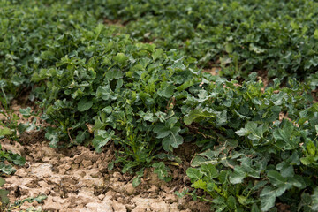 Close up of winter rape plants on a spring field. Agriculture, cultivating.