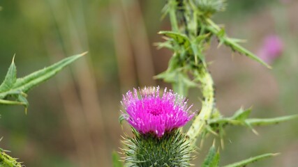 flor de cactus color rosa cubierta de rocío una mañana de primavera, lérida, españa, europa