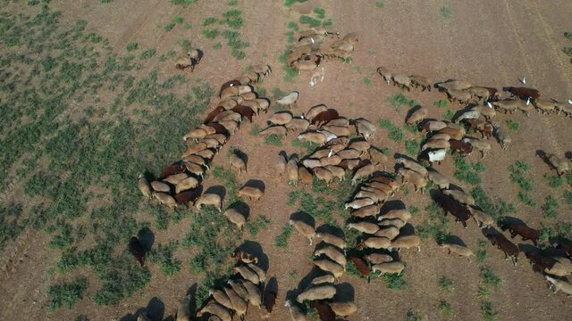 Aerial Shot Of Sheep Grazing On Field, Drone Flying Over Landscape - Jericho, Israel
