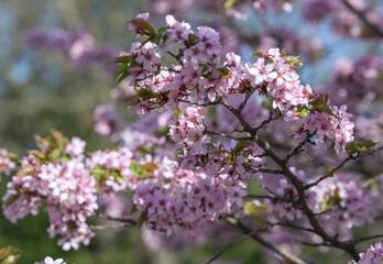 The wild cherry blossom tree in the botanical garden