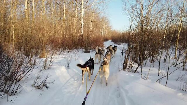 Slow motion shot of eight huskies winding along a snow trail pulling a dogsled on a cold, snowy winter day. Bushes and birch trees outline side of path. Daytime, outdoors, bright light. Mid shot.