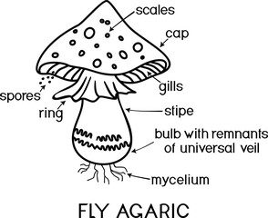 Coloring page with structure of cartoon fruiting body of fly agaric (Amanita muscaria) mushroom isolated on white background