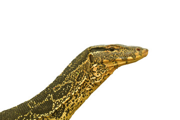  Varanus salvator or water monitor  on white background for you.