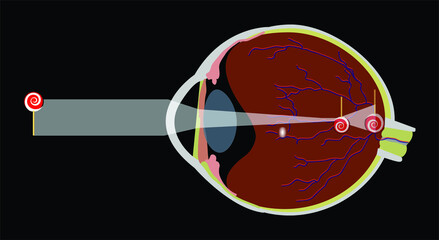 Vector Illustration of an Eye Anatomy
