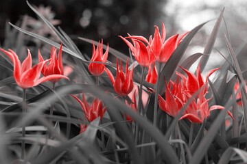 Spring tulips in the park, red, black, white - 435594585