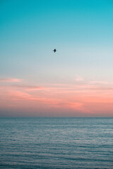 Sunset à Biarritz, avec mouette et horizon sur l'océan Atlantique 
