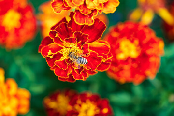Macro of a beautiful orange-yellow blooming marigold with a bee on the bloom