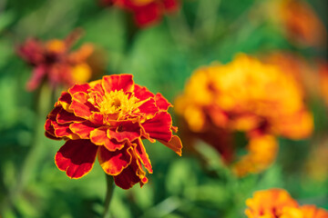 Macro of a beautiful orange-yellow blooming marigold against a blurred green background 