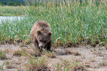 A young coastal brown bear (Ursus arctos) exploring a sedge meadow in the Katmai NP, Alaska