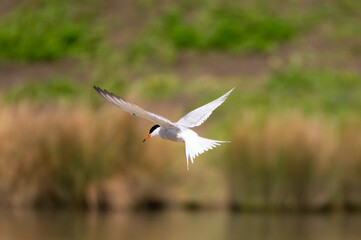 Common Tern