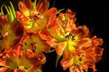 Weathered orange tulips