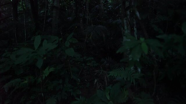 Okinawa,Japan - May 22, 2021: Live real recording -- not time lapse -- of Glow of Yaeyama Hime fireflies at Ishigaki island, Okinawa, Japan. 
