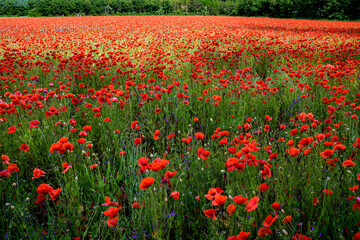 papaveri 11 - caplo di papaveri fra luci e ombre