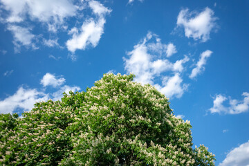 Blooming chestnut trees and blue sky with clouds. Bright spring nature background
