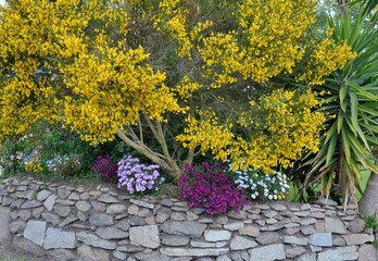 Beautiful flowers in a garden . Brittany France
