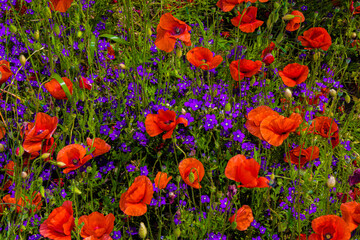 papaveri 14 - fiori selvatici rossi e viola 