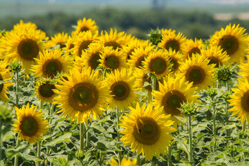 Obraz premium sonnenblumen