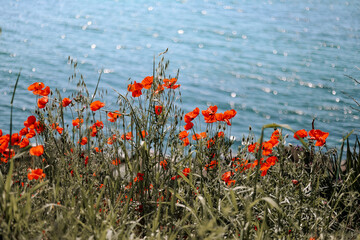Red poppies against the sea.