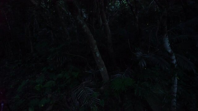 Okinawa,Japan - May 22, 2021: Live real recording -- not time lapse -- of Glow of Yaeyama Hime fireflies at Ishigaki island, Okinawa, Japan. 
