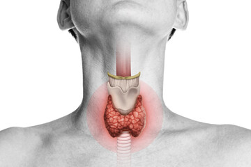 Human anatomy. Thyroid gland in human body on white. Thyroid control. - 435596734