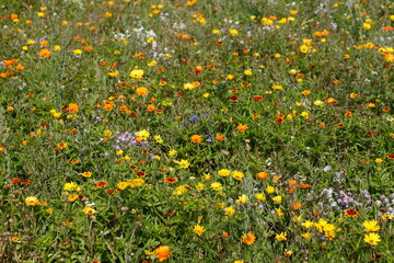 Bunte Sommerblumen auf einer Blumenwiese, Deutschland, Europa