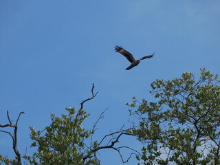 Huge Bird Iguana in the Jungle in Colombia, Tierra Bomba