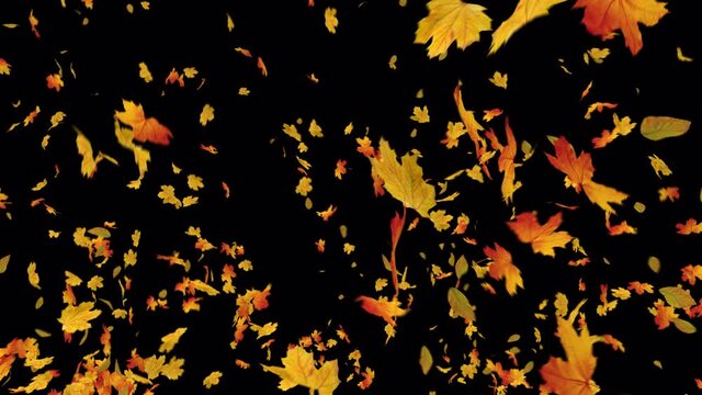 Autumn Maple Leaves Explosion with alpha channel.  Element footage. Easy to use and change color place on footage or background.