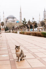 Obraz premium Istanbul street cat