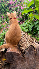 cat in the garden