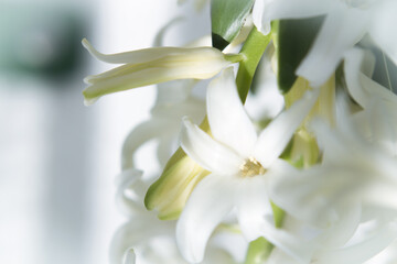 Obraz premium White hyacinth in full spring bloom