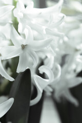 White hyacinth in full spring bloom