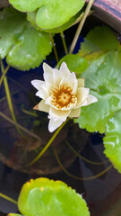 white water lily