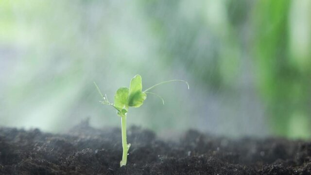 The green sprout is sprayed with water. Gardening and cultivation concept. Slow motion, close-up, HD.