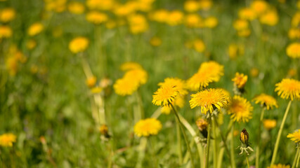Yellow dandelions close-up on the background of a summer meadow. Background