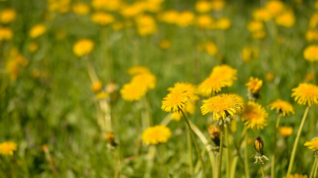 Yellow dandelions close-up on the background of a summer meadow. Background © Roman