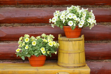 The summer still life with pots of petunia flowers and old barrel on a yellow wooden bench on the background of log wall. 