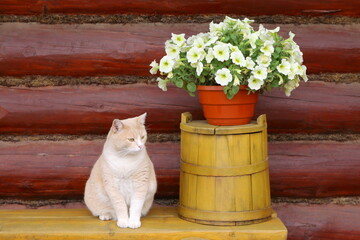 A red cat sits on yellow wooden bench near pot of petunia flowers on old yellow wooden barrel on the background of log wall.
