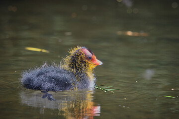 Close up of a Coot chick wimming on a pond - obrazy, fototapety, plakaty
