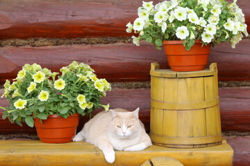 A red cat sits on yellow wooden bench near pots of petunia flowers and old yellow wooden barrel on the background of log wall.