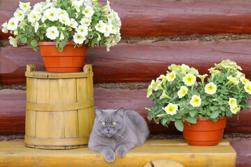 A grey cat sits on yellow wooden bench near pots of petunia flowers and old yellow wooden barrel on the background of log wall.