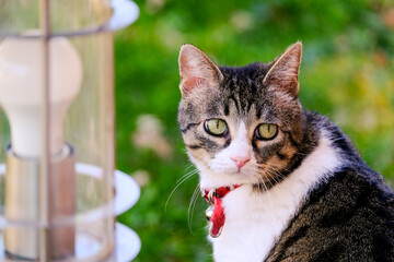 chat