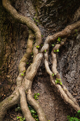 Poplar tree trunk knows also as tulip tree (liriodendron tulipifera) and roots with green leaves