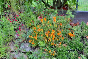 Fototapeta na wymiar Beautiful flowers in a garden . Brittany France