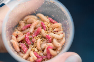 One plastic container with the natural fishing bait (white and red maggots) is in human hand on a...