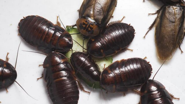 Large cockroaches eating a cucumber isolated on white background, top view. Vile and harmful insects. 4K UHD