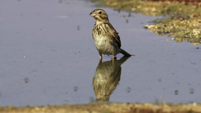Corn bunting (Emberiza calandra) Drinking and Bathing in the desert