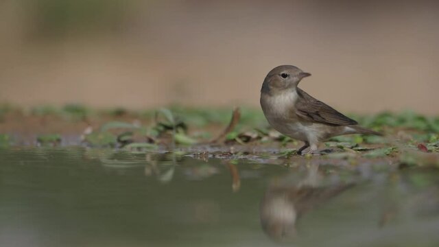 Garden Warbler (Sylvia borin) Drink water during the spring migration in the Negev desert Israel