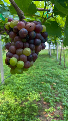 grapes on the vine