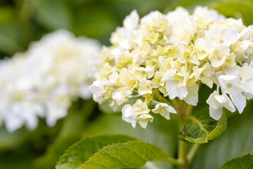 あじさい（紫陽花）